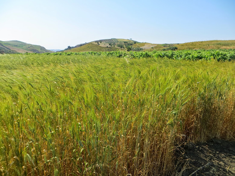 Campo di Grano Duro biologico varietà Timilia