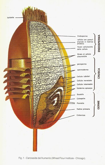 Sezione della Cariosside di Frumento