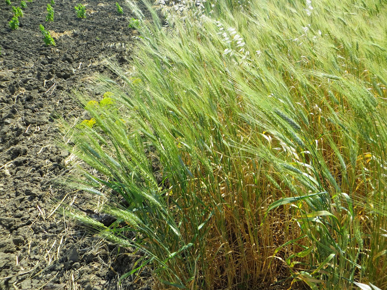 Grano duro varietà Tuminia