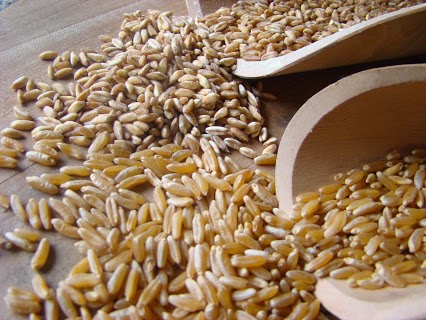 Triticum dicoccum e Grano Khorasan