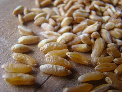 Cariossidi di Grano Khorasan