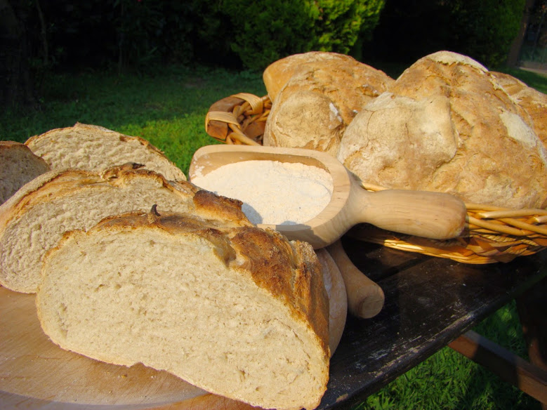 Pane di Grano Tenero varietà Mentana