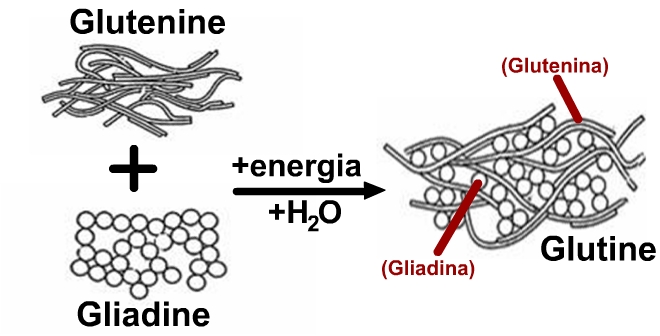 Formazione del Glutine